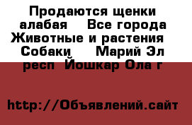 Продаются щенки алабая  - Все города Животные и растения » Собаки   . Марий Эл респ.,Йошкар-Ола г.